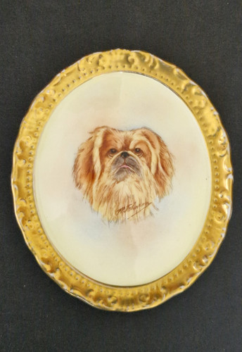 Paragon pekinese dog - dog, fine