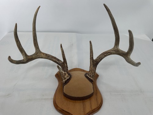 Whitetail deer antlers - whitetail,