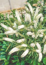 [x1] Hebe Wiri Mist |  Evergreen Garden Shrubs | Colourful Snow-White Flowers