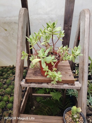 Crassula rogersii big plant - big,