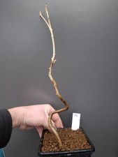 T9 wisteria Bonsai Tree