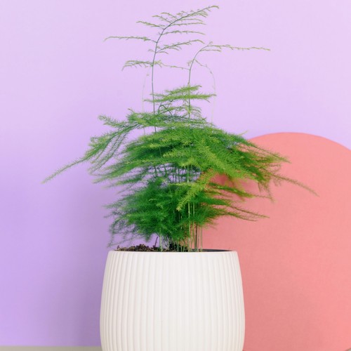 Asparagus fern tropical - asparagus,