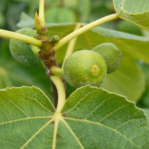 Ficus carica hardy shrub fruit - ficus,