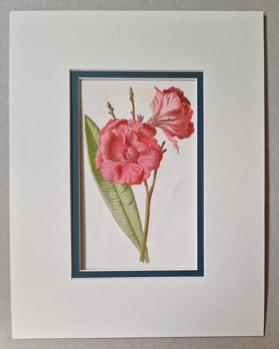 Hulme oleander 1885 garden - oleander,