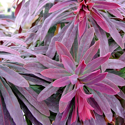 Euphorbia ruby glow - glow,