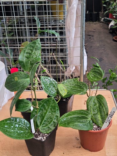 Hoya sulawesi 8867 - sulawesi, sp-8867