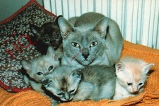 Postcard:;Cats, Alphito Burmese Grand Champion International, With Kittens