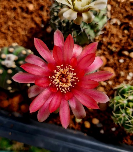 Gymnocalycium baldianum - gymnocalycium, |