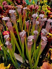 Sarracenia Leucophylla Giant