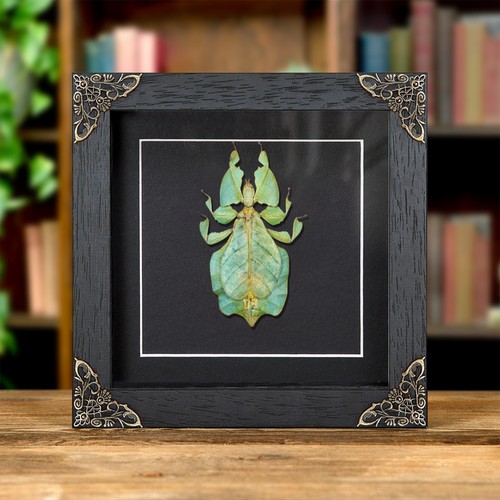 Gray leaf insect baroque - leaf,