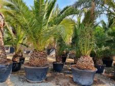 Phoenix Canariensis Date Palm