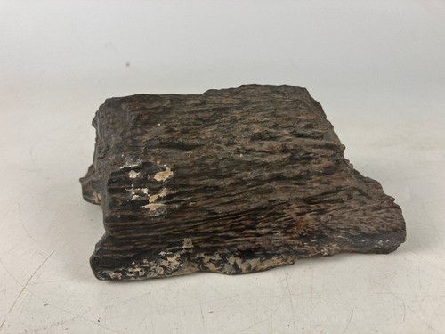 Petrified wood fossil - petrified,