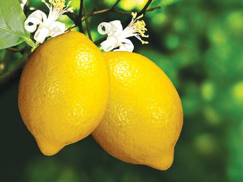 Delicious lemon tree finest - tree, 5-