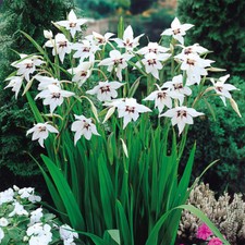 MIXED BEAUTIFUL GARDEN FLOWERS