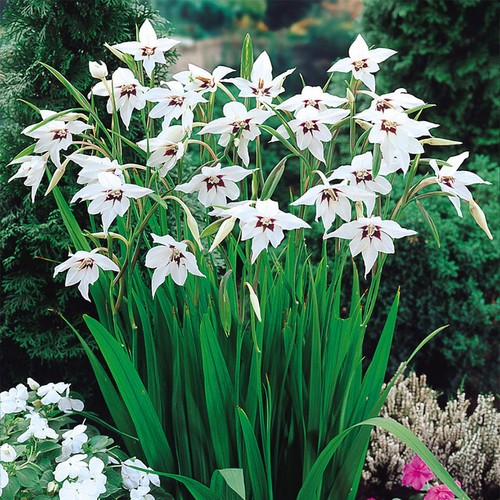 Mixed beautiful garden flowers - beautiful,