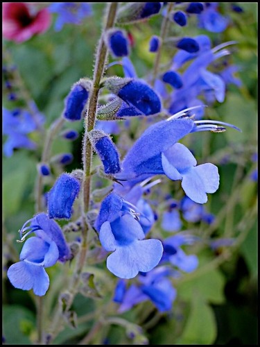Salvia saggitata blue - salvia,
