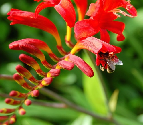 Crocosmia lucifer gardening - 10,