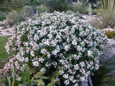 Fragrant Shrub, Daphne Eternal