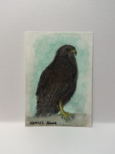 Harris hawk original - hawk,
