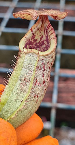 Nepenthes burbidgeae - nepenthes,