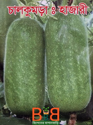 Wax gourd bangladeshi - ,