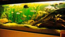 kleines Sortiment Pflanzenset 15 Pflanzen für jedes Aquarium  mit Anubia