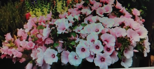Pink regis mallow - regis, plants