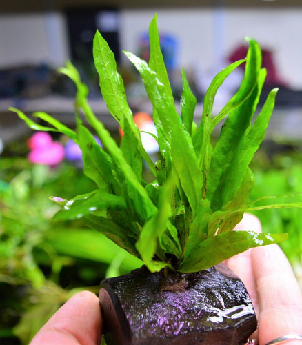Java fern microsorum - java,