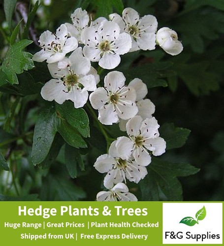 Hawthorn hedge plants - plants, native