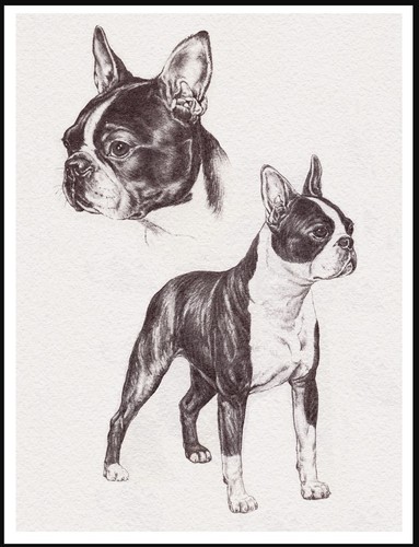 Boston terrier dog art sketch - terrier,