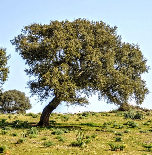 Quercus suber 40cm cork - quercus,