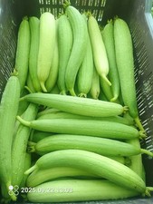Asisn Vegetable sponge Gourd