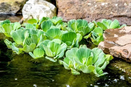 Floating pond plant water - 5,