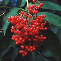 Red elderberry tree sambucus - tree,