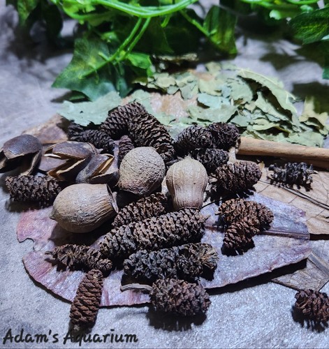 Nano botanical enrichment box - nano,