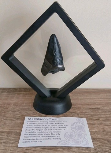 Fossil megalodon shark - fossil,