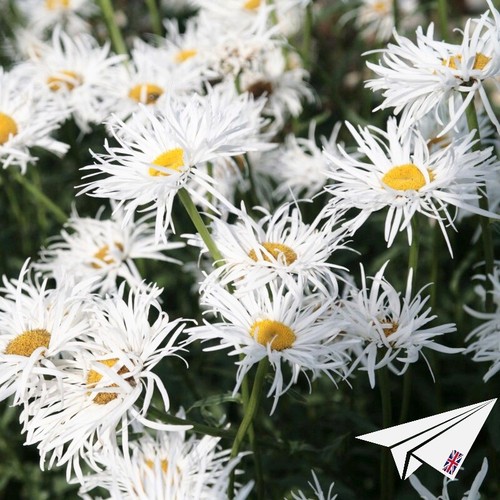 Crazy daisy seeds perennial - crazy,