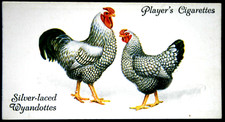 Silver-laced Wyandottes