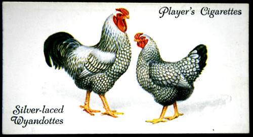 Silver laced wyandottes - silver-laced,