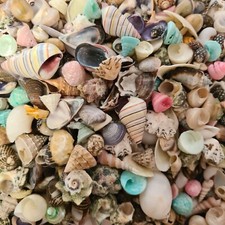 Natural Beach Shells Seashells