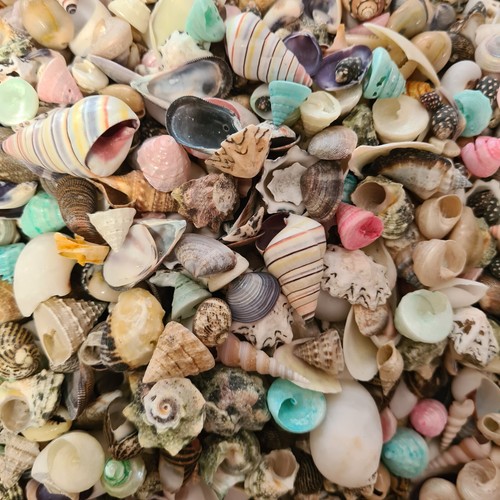 Natural beach shells seashells - natural,