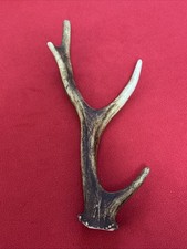 SIKA DEER ANTLER 125g.   aprox. 27,5cm.