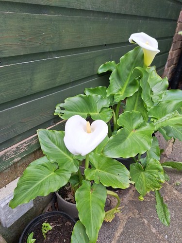 Arum calla lily zantedeschia - arum,
