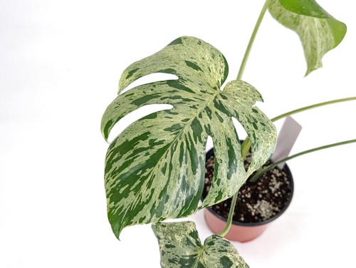 Monstera vietciosa exact - monstera,