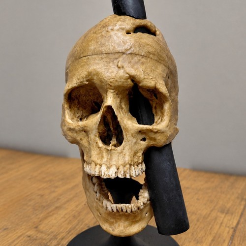Phineas gage skull - phineas, replica