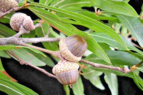 Willow oak acorns quercus - 12,