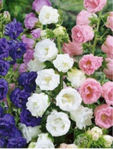 Campanula double medium - 6,