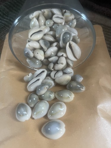 Goldring gold ring cowries - goldring,