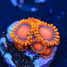 🍊⚠️Orange Oxide Zoa Zoanthid Soft Coral Frag Reef (3+ heads)⚠️🍊