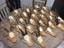 Taxidermy Roe Deer Skull